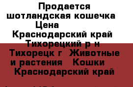 Продается шотландская кошечка › Цена ­ 1 000 - Краснодарский край, Тихорецкий р-н, Тихорецк г. Животные и растения » Кошки   . Краснодарский край